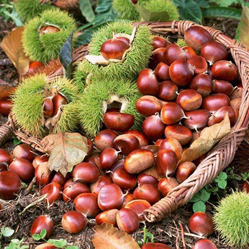 食谱：鲜板栗花式八宝粥